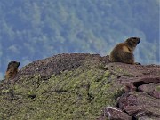 70 Marmotte in osservazione
